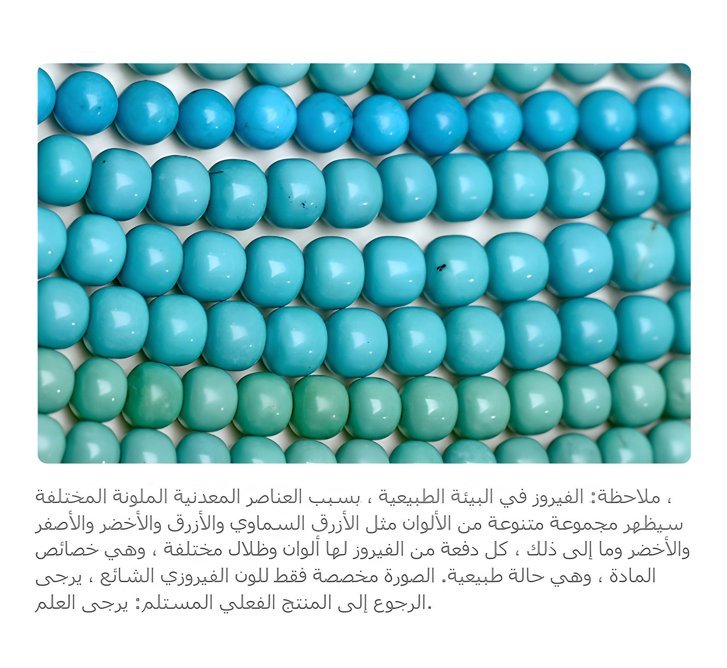 سِوار الزكروت من بوتالاغونغ